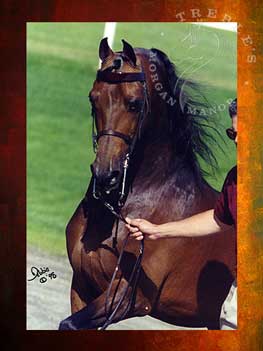 Mtn Laurel Maximilian
